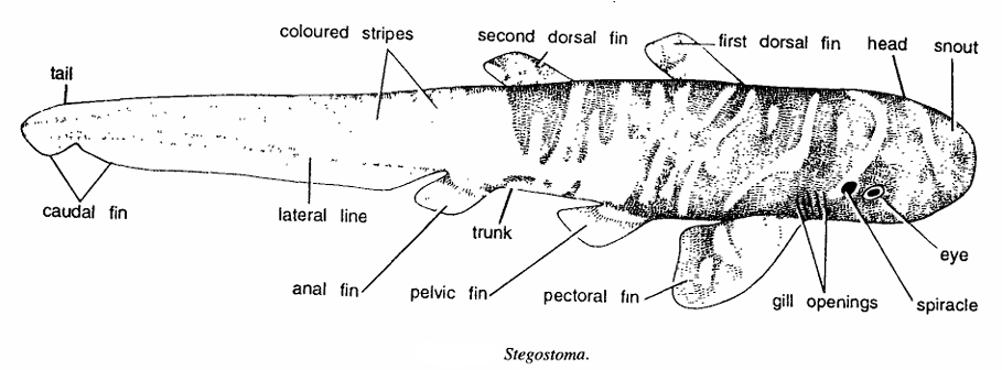 Classification of Stegostoma : Tiger Shark