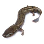 Classification of Necturus (Mud Puppy)
