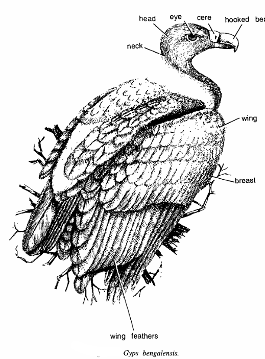 Gyps bengalensis (Vulture): Classification & Facts | Zoologyverse Classification of Gyps bengalensis (Vulture)