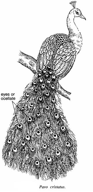 Classification of Pavo cristatus (Peacock)