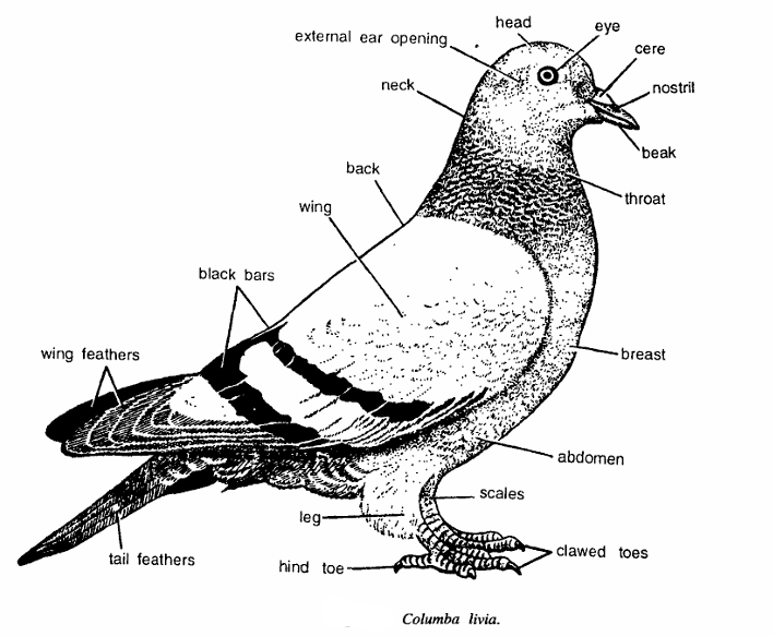 Columba livia (Pigeon): Classification & Practical Notes | Zoologyverse Classification of Columba livia (Pigeon)
