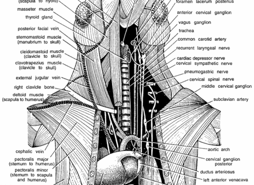 DISSECTION OF RAT