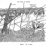 Mammal Slides : Rabbit Slides