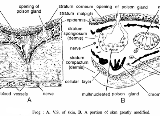 AMPHIBIAN SLIDES (FROG)