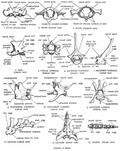 BONES OF VERTEBRAL COLUMN | Zoologyverse
