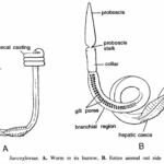 Classification of Saccoglossus