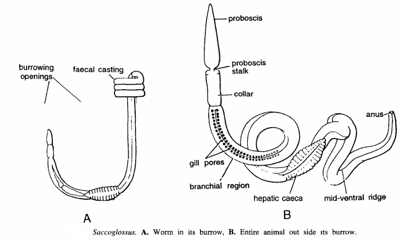 Classification of Saccoglossus