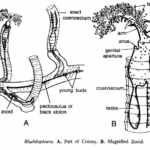 Classification of Rhabdopleura