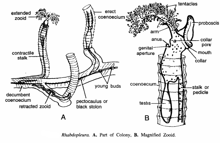 Classification of Rhabdopleura