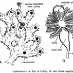 Classification of Cephalodiscus