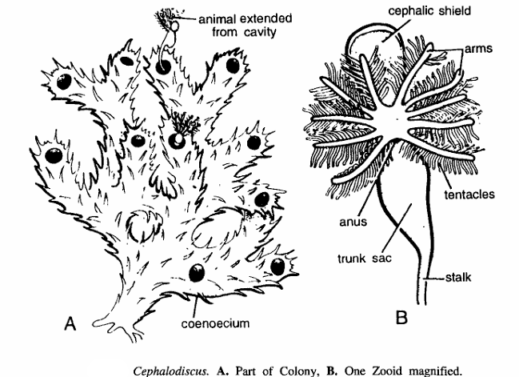 CEPHALODISCUS
