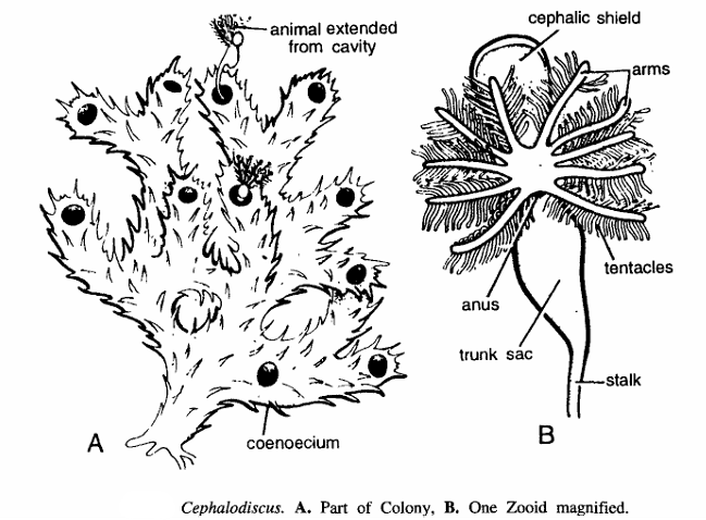 Classification of Cephalodiscus