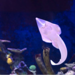 RHINOBATUS (GUITAR FISH)