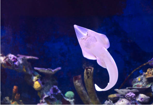 RHINOBATUS (GUITAR FISH)