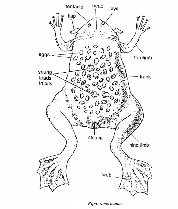 Classification of Pipa : Surinam Toad