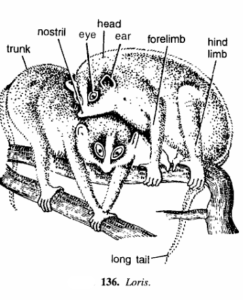 LORIS | Zoologyverse