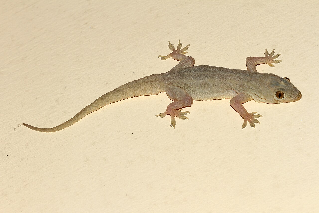 HEMIDACTYLUS (COMMON HOUSE LIZARD) | Zoologyverse