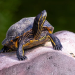 Classification of Chrysemys (Painted Terrapin)