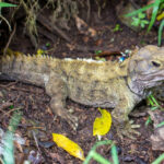 Classification of Sphenodon (Tuatara)