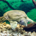 Classification of Trionyx (Soft River Terrapin)