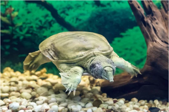 Classification of Trionyx (Soft River Terrapin)