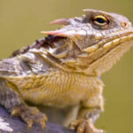 Classification of Phrynosoma (Horned Toad)