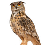 Classification of Bubo bubo (Eurasian eagle-owl)