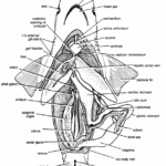 Dissecton of Scoliodon