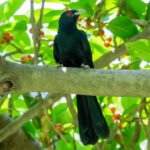 Classification of Eudynamis scolopaceus (Koel)