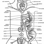 DISSECTION OF UROMASTIX (LIZARD)