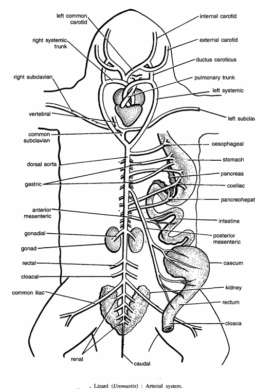 DISSECTION OF UROMASTIX (LIZARD)