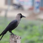 Classification of Corvus Splendens (Crow)