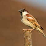 Classification of Passer Domesticus (Sparrow)