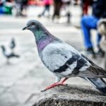 Classification of Columba livia (Pigeon)