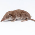 Classification of Sorex (Shrew)