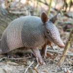 Classification of Dasypus (Armadillo)