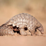 Classification of Manis (Scaly Anteater)