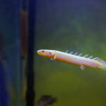 Classification of Polypterus (Bichir)