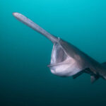 Classification of Polyodon (Paddle Fish)