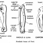 FORELIMB BONES OF VERTEBRATES