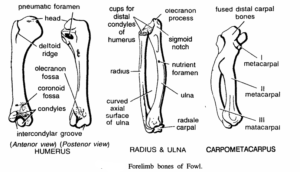 FORELIMB BONES OF VERTEBRATES