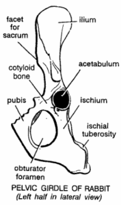 PELVIC GIRDLES IN VERTEBRATES | Zoologyverse