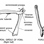 PECTORAL GIRDLES IN VERTEBRATES