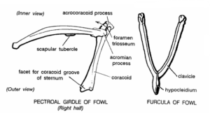 PECTORAL GIRDLEs IN VERTEBRATES | Zoologyverse