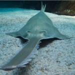 Classification of Pristis (Saw Fish)