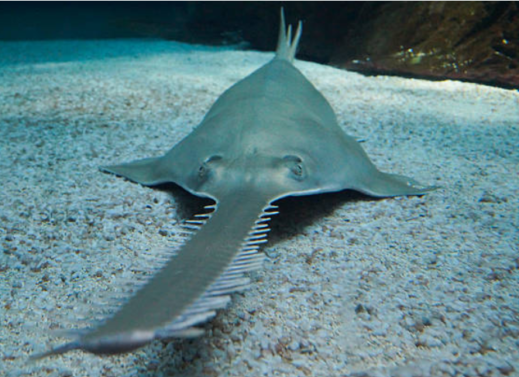 PRISTIS (SAW FISH)