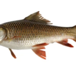 Classification of Labeo rohita (Rohu)