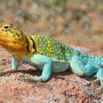 Classification of Crotaphytus (Collared Lizard)