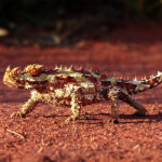 Classification of Moloch (Thorny devil)