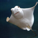 Classification of Trygon (Dasyatis)